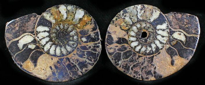 Iron Replaced Ammonite Fossil Pair #27472